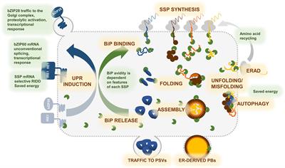 StresSeed: The Unfolded Protein Response During Seed Development